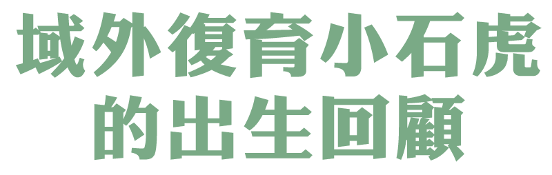 域外復育小石虎的出生回顧